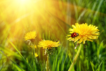 Wall Mural - Big yellow dandelions in the tall grass