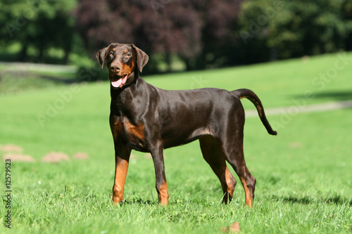 Fotomural le dobermann de profil oreilles et queue non coupées