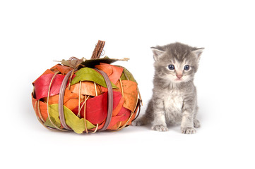 Wall Mural - Kitten with fall decoration