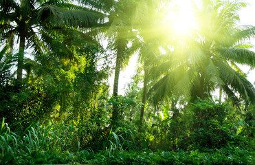 Wall Mural - jungle of Thailand