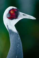 Sticker - portrait of a white-naped crane (lat. Grus vipio)