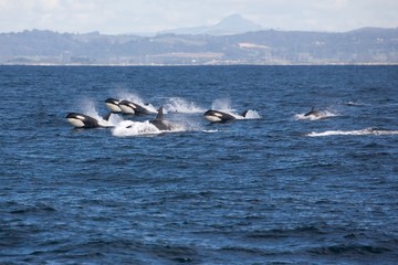 whale whale whale
