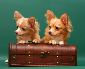 Two dogs  is in a trunk.