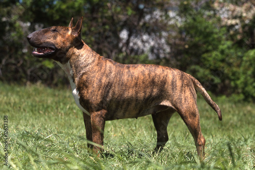 Le Bull Terrier Bringé De Profil à La Campange Buy This - 