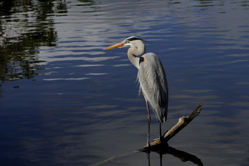 great blue heron portrait