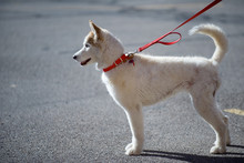White alaskan husky on red leash on the street