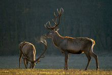 Red Deers Grazing On A Meadow