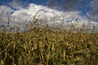 Maisfeld mit blauen Himmel und weißen Wolken