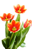 Fototapeta Tulipany - Bouquet of red tulips