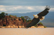 African fish eagle (Haliaeetus vociferoides) at lake Baringo