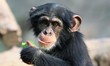 Schimpansenjunges