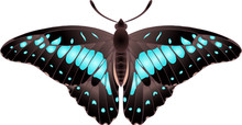 Collection Of Butterflies: Graphium Doson
