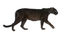 Black Leopard (6 Years)