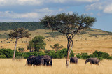 Fototapeta Sawanna - The African Bush Elephant (Loxodonta africana) at Masai Mara