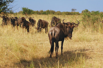 Canvas Print - The great migration of wildebeest at Masai Mara