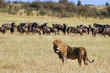 Lion hunt wildebeests at Masai Mara, Kenya
