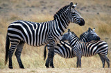 Fototapeta Konie - Plains zebra (Equus quagga) at Masai Mara