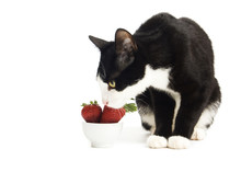 Domestic Black White Cat With Strawberries