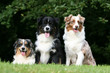 © Dogs - trio de bergers australiens joyeux à la campagne