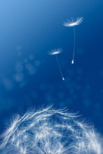 Dandelions Flying On A Blue Tinted Background