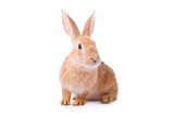 Fototapeta Panele - Curious young red rabbit isolated on white background..
