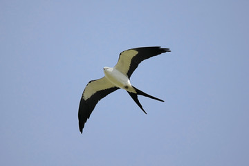 Fototapete - Swallow-tailed Kite