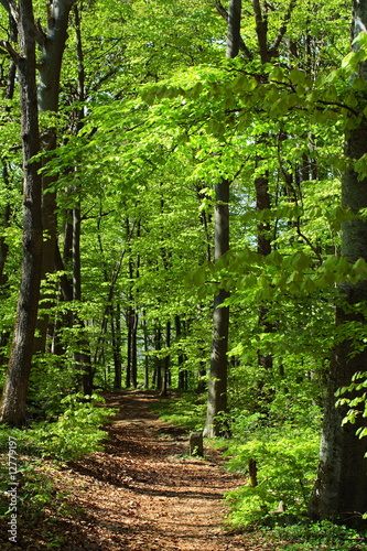 Naklejka na szybę Waldweg