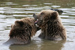 bears playing in the lake