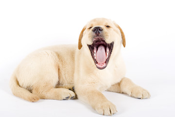 Puppy Labrador retriever laughing for the camera