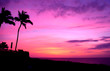 Hawaii Sunset with Palm Trees