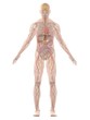 canvas print picture - menschliche anatomie