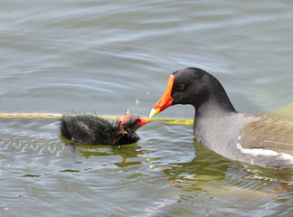Fototapete - Common Moorhen With Baby