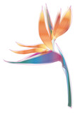 Fototapeta Na sufit - Bird of paradise flower (Strelitzia reginae)