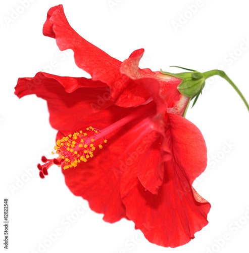 Pin By Lori Hill 13 On Landscape Pinterest Hibiscus