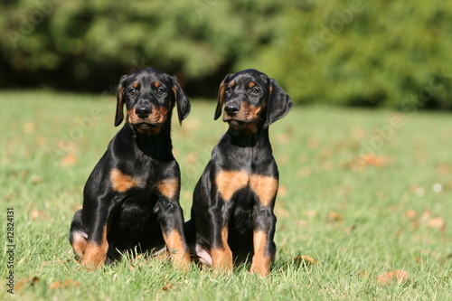 Fotografie, Obraz deux chios dobermann assis cote a cote dans le jardin