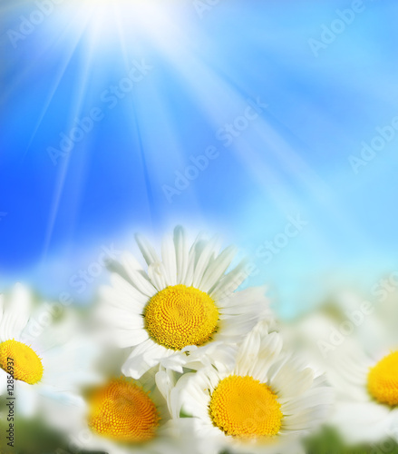 Field of daisy