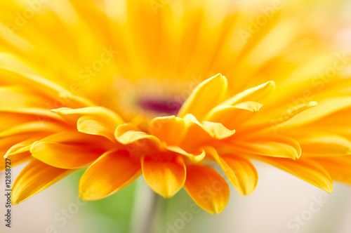 Foto-Kissen - Closeup photo of yellow daisy-gerbera (von SJ Travel Footage)