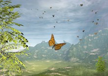 Butterflies - 1