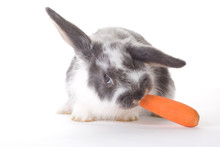 Spotted Bunny Eating A Carrot, Isolated