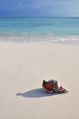 Wall Mural - Giant horn shell on the Caribbean white sand beach