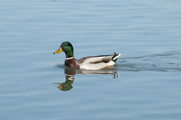 Wall Mural - Male of mallard