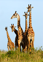 Family Of Giraffes