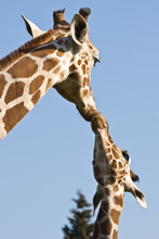 Giraffe Mother And Baby - Love And Care