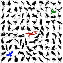 Hundred Silhouettes Of Birds