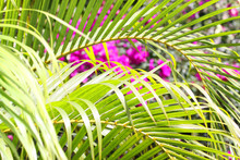 Palm Leaf With Bougainvillea