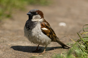 Poster - House Sparrow (Passer domesticus)