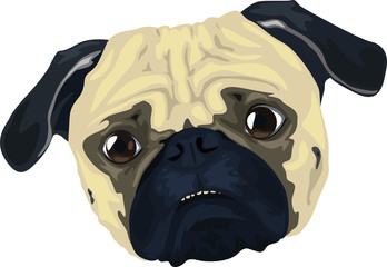 Sticker - pug dog