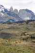 Guanacos with Mountain Backdrop Patagonia