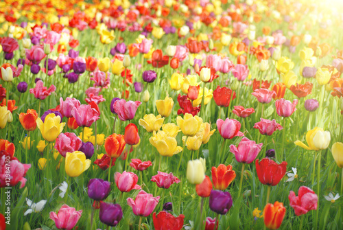 Bed of tulips
