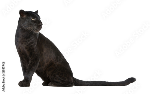 Black Leopard (6 years) Canvas